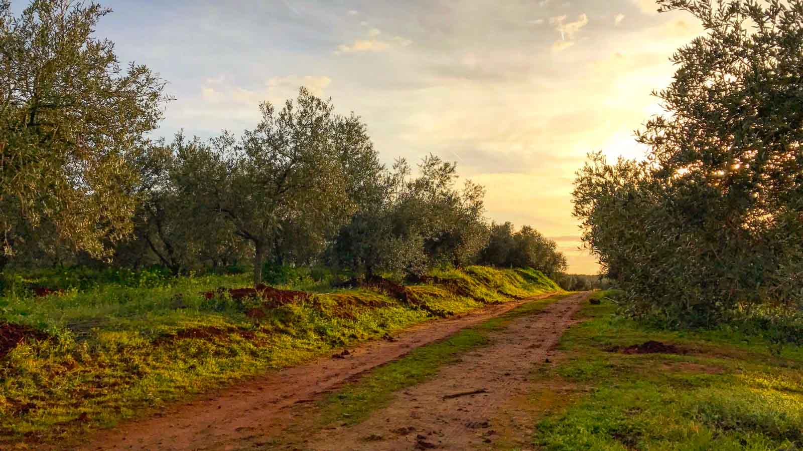olive farm