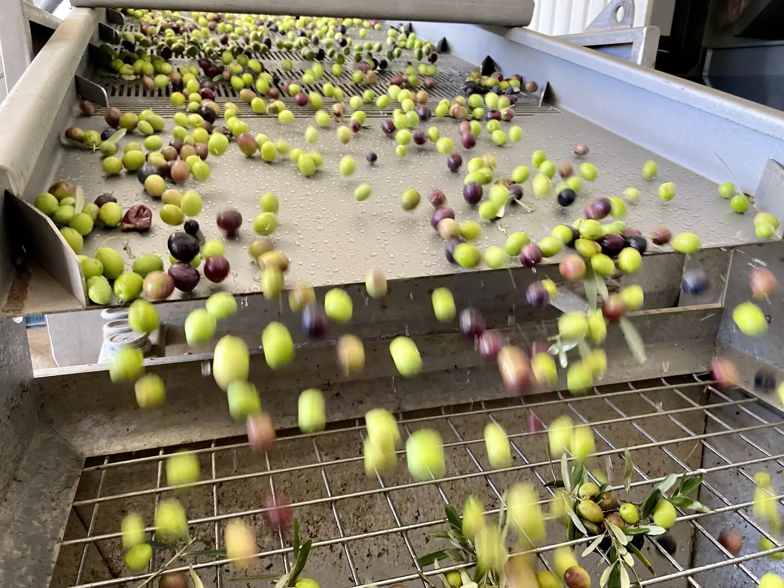 producción de aceite de oliva