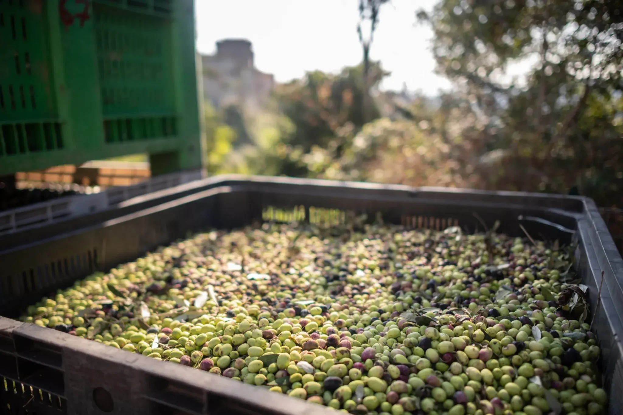 The Ultimate Guide to Extra Virgin Olive Oil: Answering Your Most Searched Questions