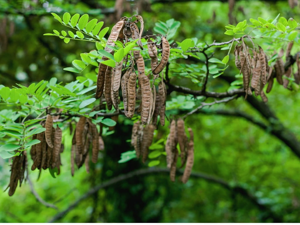 locust tree, carob tree
