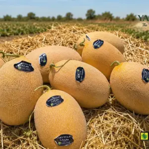 melons en gros