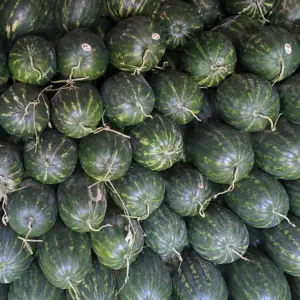 vente en gros de pastèques