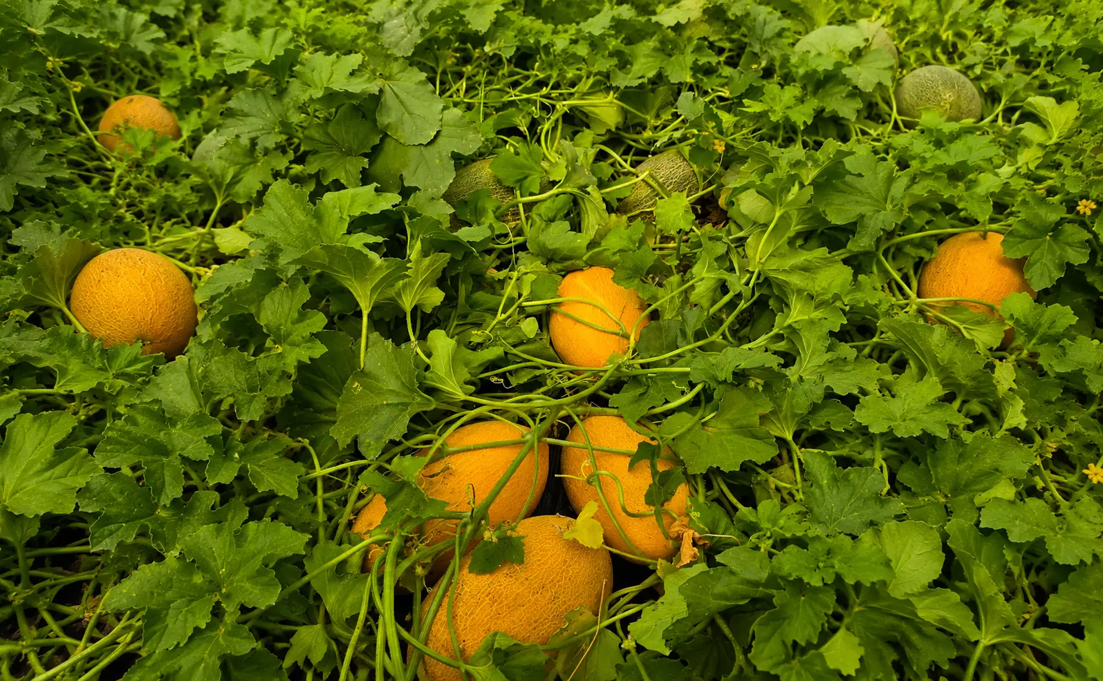 melons en gros
