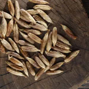 date seeds wholesale