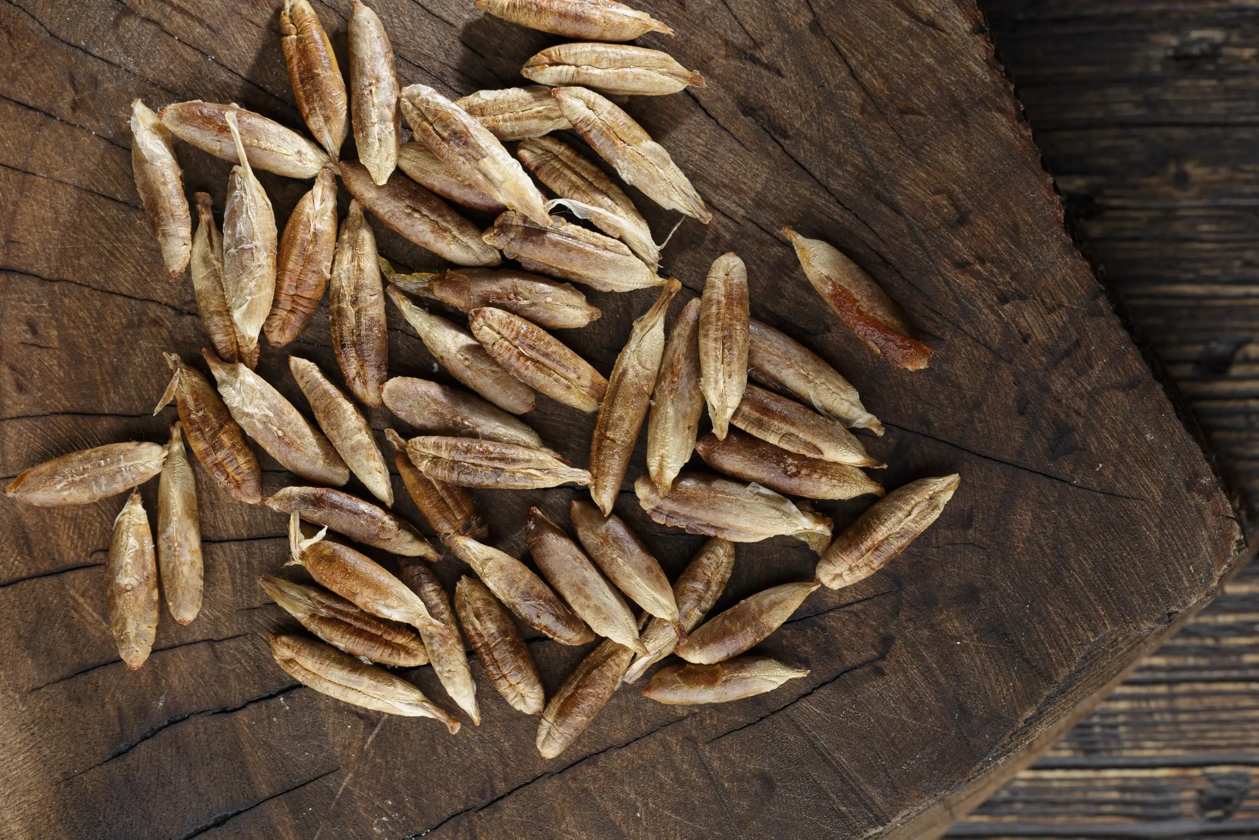 date seeds wholesale